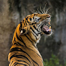 Gokula Venkatesh